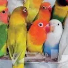 طيور زينة ومستلزماتها محل نوادر خميس مشيط