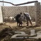 طبيب بيطرى متمرس خبره 25سنه اشراف مزارع حلال ودواجن وابل