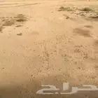 مزرعه دواجن