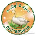 بط مذبوح مبرد