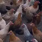 ديوك ودجاج بلدي بياض