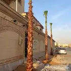 نخل واشنطني نخل عربي توريد نخيل واشنطني عربي زراعة نخيل
