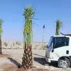 نخل مثمر نقايل جثايث سكري اخلاص صقعي نخيل سري برني مجدول غر