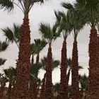 نقوم بتوريد انخيل الوشنطني والعربي وزرعته مقسات حلوه