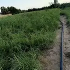 شتلات بلوبنك