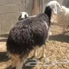 نعجة نجدية مضرع