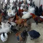 دجاج بلدي ( مهجن) بياض