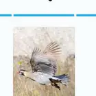 للبيع وبر أليف مره وحجل أليف مره