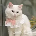 قطه للتبني