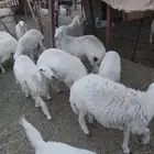 تيوس جنوبية وطليان الرياض