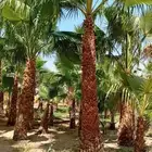 يوجد لدينا أنواع الشجرة والزيتون المعمر والمقصوصه النخيل عرب