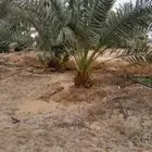 يوجد لدينا فسايل حلوه طيبه