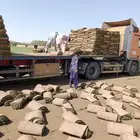 نجيلة سي الفين صافي درجة أولى