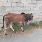حسلان نظيفة على الشرط