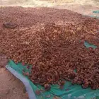 تمر حلال حوالي 150كيس وفوق