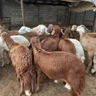 للببع ذبايح سواكني (يوجد ذبح وتوصيل )