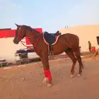 اجار خيول جمال دبابات جميع