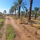نخل للبيع بجميع انواعه ومقاساته توصيل وتركيب