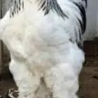 دجاج براهما