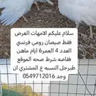 ذكور بط مصري وديك تركي وصيصان رومي وبط مصري