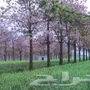 بذور الباولونيا