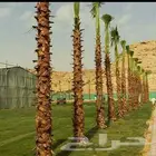 أعمال الشبوك والنخيل والحجر الطبيعي