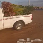 القصيم