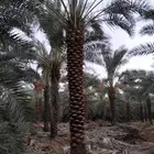 زراعه نخيل
