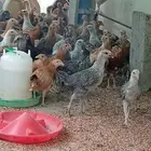 دجاج بعمر ثلاث شهور