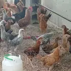 دجاج عمر ثلاث شهور