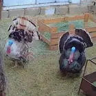 دجاج رومي بري