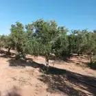 زيتون نيبالي جميع الاحجام والمراكن