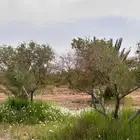 مطلوب مزرعه للايجار في ضواحي الرياض يفضل أن توفر مياه معالجه