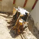 قص اشجار وتنسيق حدائق المنطقه الشرقية الجبيل الدمام الاحساء