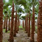 توريد وزراعه نخيل واشنطني و النخل العربي