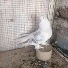 ذكر تركي منقا