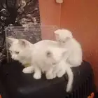 قطط للتبني