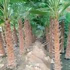 من المزرعه مباشرة