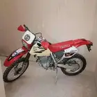 هونداء دباب صحراوي