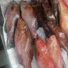 سمك طازج بلدي يتوفر يوميا
