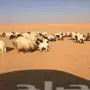 للبيع نعيم مواليد