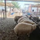 ذبيح