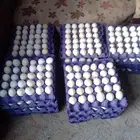 بيض بلدي مخصب شرط