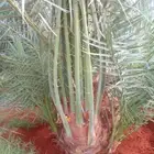نخل عربي مثمر فاخر وسعار طيبه