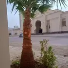 يوجد لدينا جميع انواع الواشنطن ابيض اسود غرص اسود مروحه