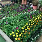 زراع وتنسيق الحدايق