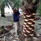 التعديل جميع أنواع النخيل والأشجار وتنسيق الحدائق الزراعية