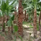 نخل واشنطني جميع المقاسات ونوصل جميع مناطق المملكة