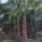 للبيع نخل واشنطني   شجر زيتون