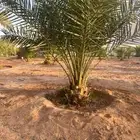 نخيل مثمر نوايع شمشوله حوشانه شيرازي مصيفه ع شرط وضمان